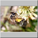 Andrena flavipes - Sandbiene w17c 9mm OS-Hasbergen-Lehmhuegel.jpg